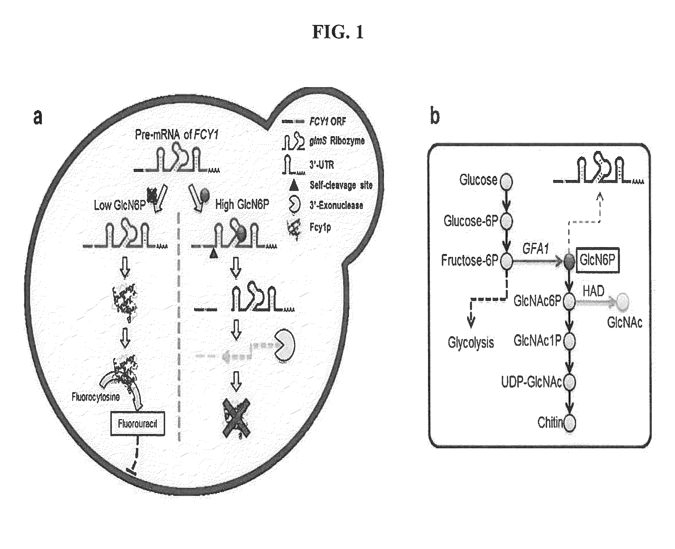 Method for screening mutant microorganism overproducing target metabolite using synthetic suicide genetic circuit