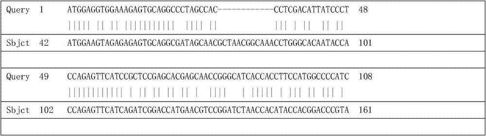 Tulipa fosteriana flavonol synthase TfFLS protein and coding gene thereof