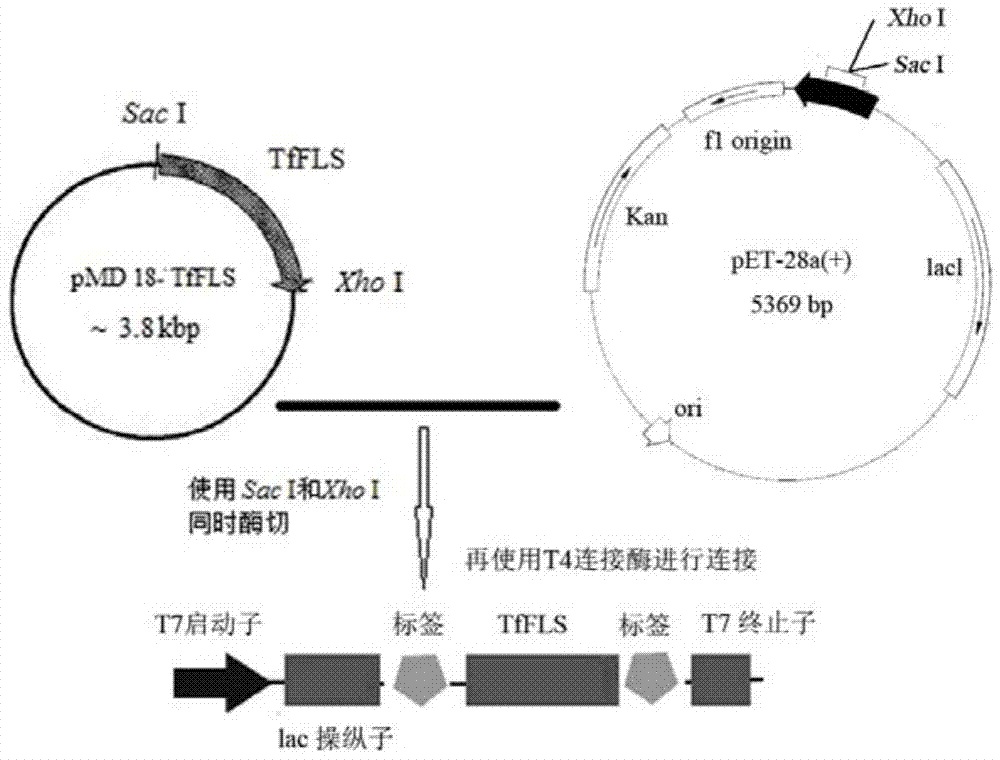 Tulipa fosteriana flavonol synthase TfFLS protein and coding gene thereof