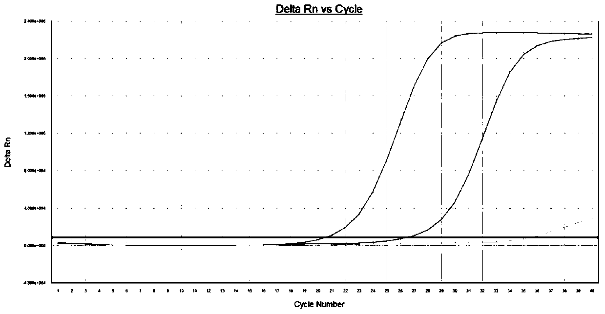 Reagent and application for detecting mutation of forkhead transcription factor o1 gene