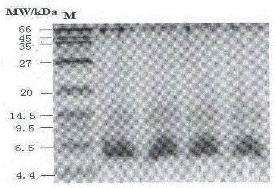 Quick preparation method and application of chickpea polypeptide powder