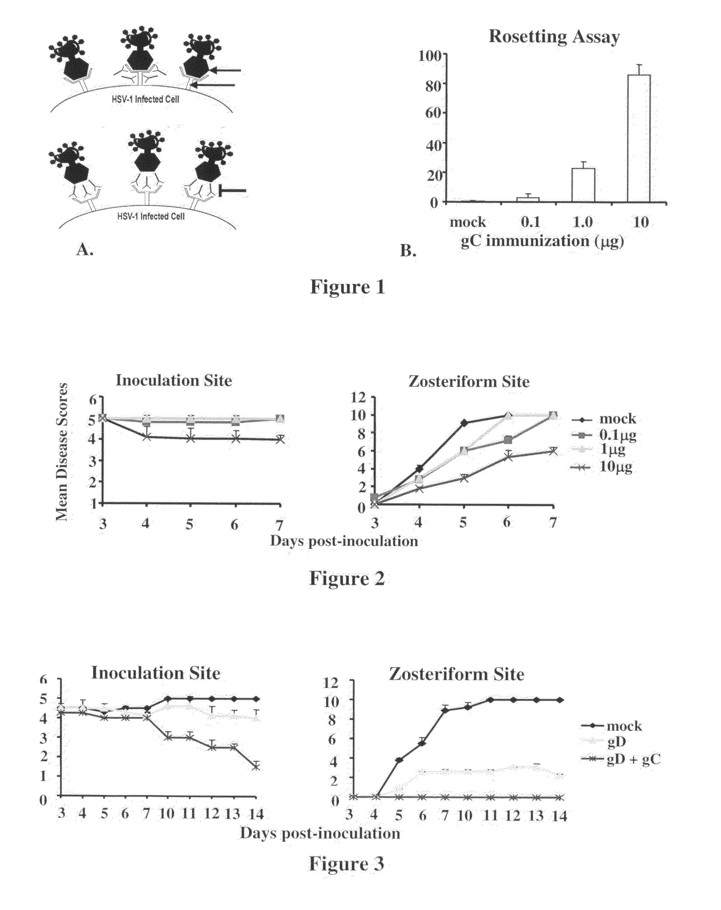 Herpes simplex virus combined subunit vaccines and methods of use thereof