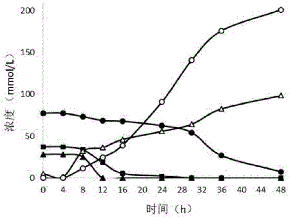 Method for preparing industrial alcohol by fermenting cane molasses through lactobacillus casei