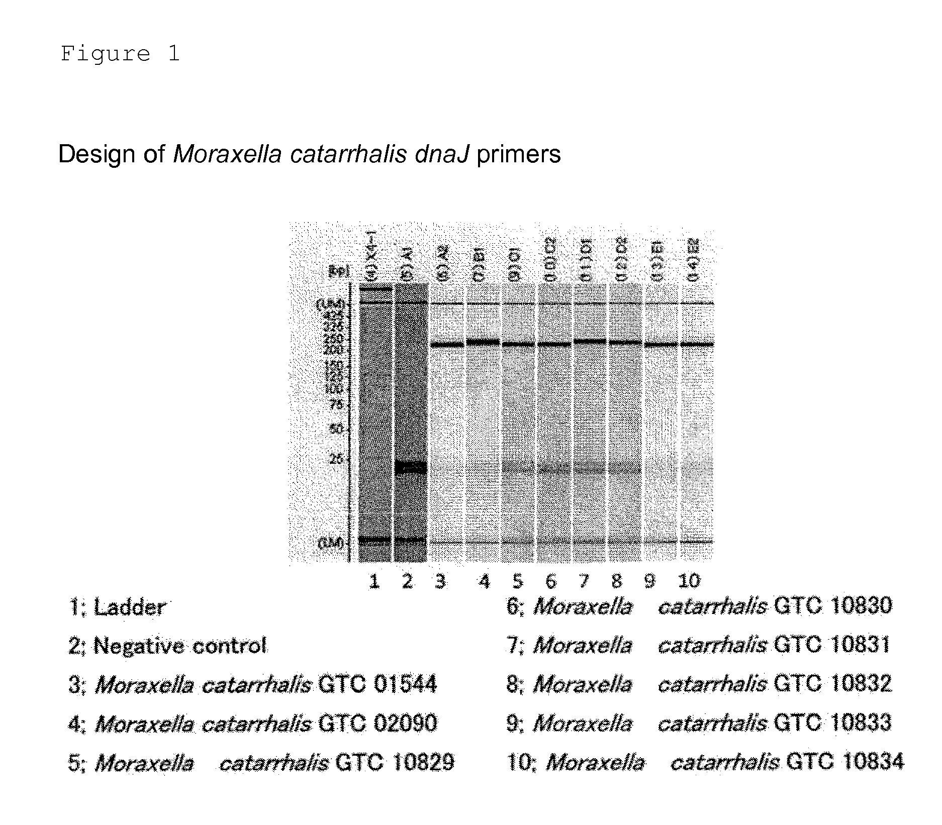 Method for detecting pneumonia causative bacteria using nucleic acid chromatography