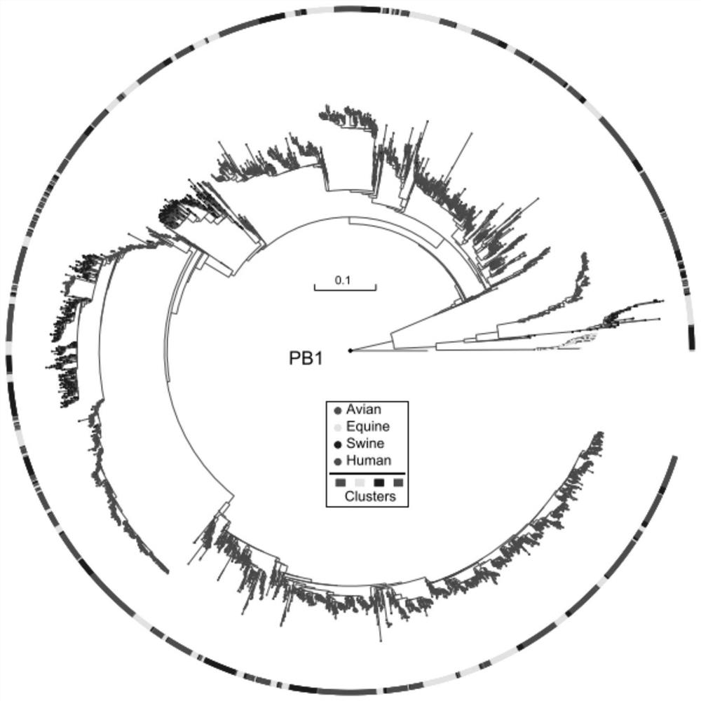 An automated method for detecting reassortment of segmented RNA viruses