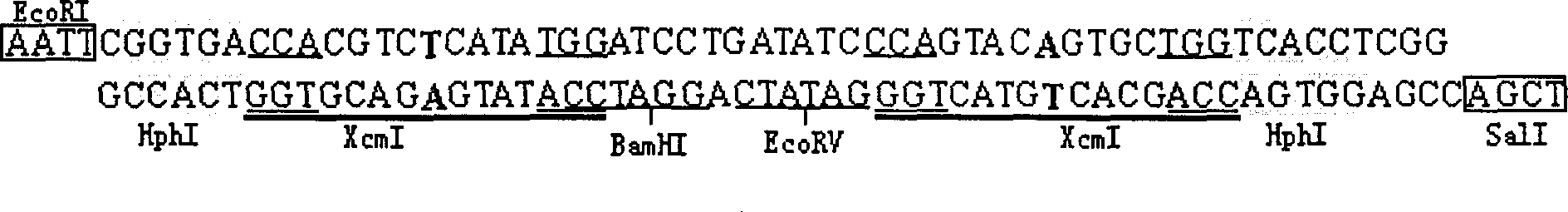 Process for preparing T vector