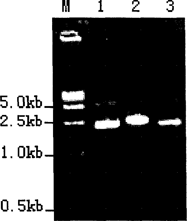 Process for preparing T vector