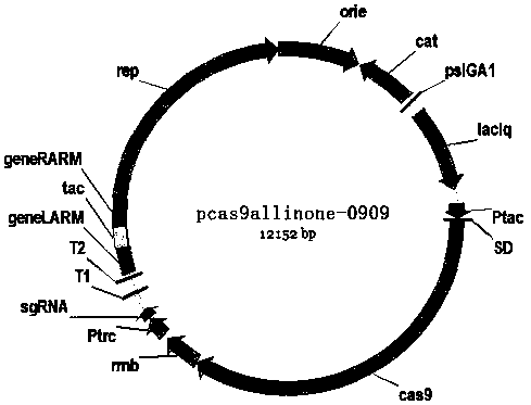 Recombined corynebacterium glutamicum as well as preparation method and application thereof