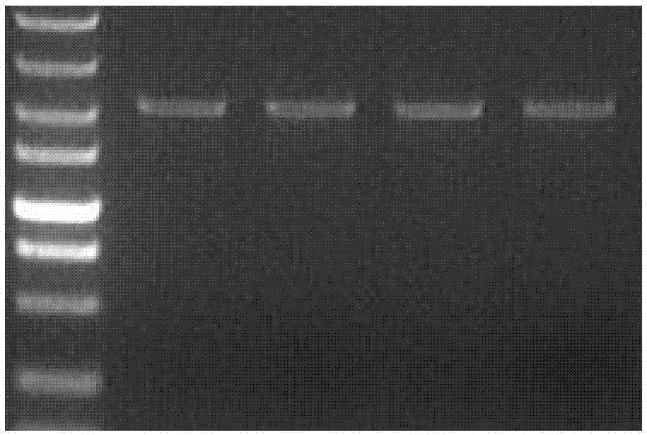 Paddy rice ALS (Acetolactate Synthase) mutant protein for endowing plants with resistance to herbicides, gene and application thereof