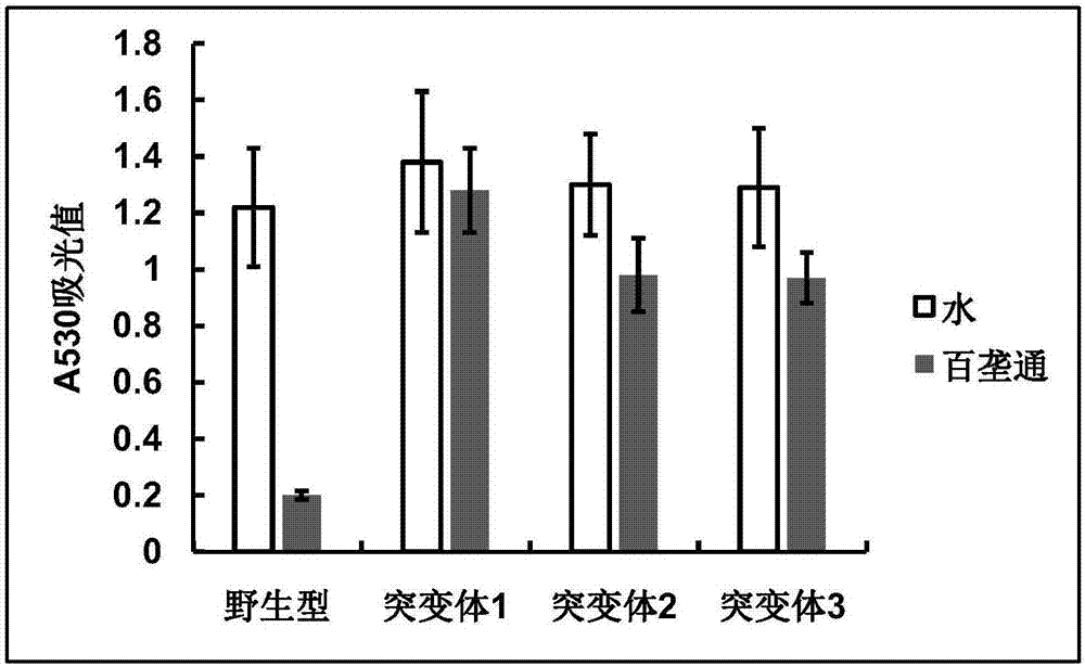 Paddy rice ALS (Acetolactate Synthase) mutant protein for endowing plants with resistance to herbicides, gene and application thereof