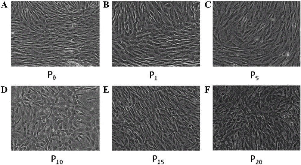 Human chorion mesenchymal stem cell isolated culture method