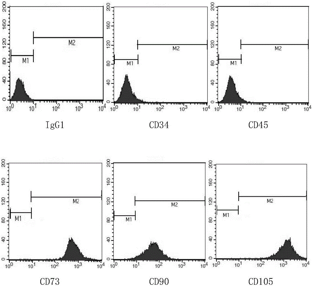 Kit for identifying mesenchymal stem cells