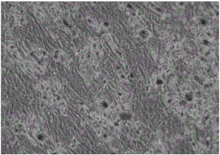 Kit for identifying mesenchymal stem cells