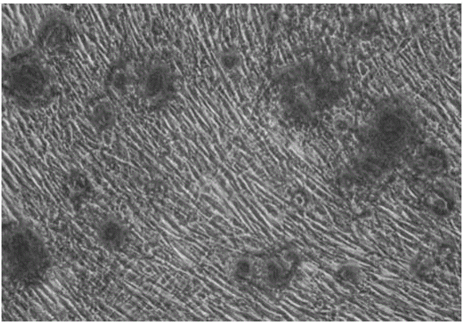 Kit for identifying mesenchymal stem cells