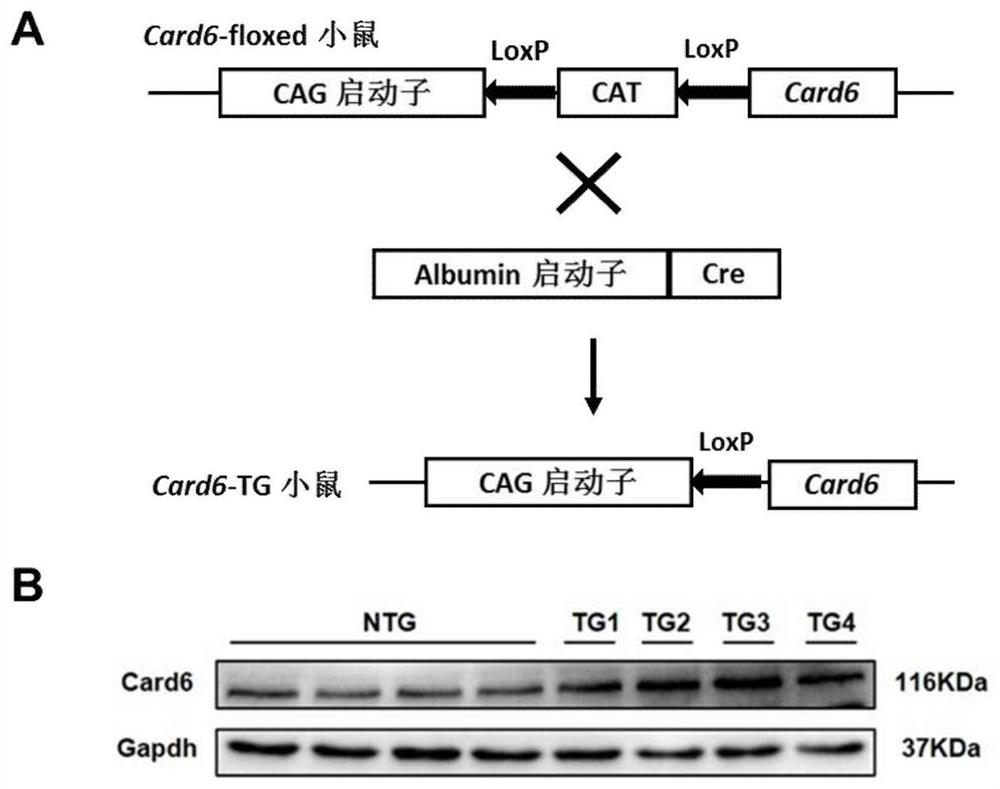 Application of caspase recruitment domain protein 6 (card6) in liver ischemia-reperfusion injury