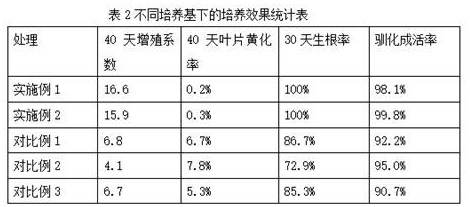 Tissue culture and rapid propagation method for producing spiranthes sinensis seedlings by using leaves