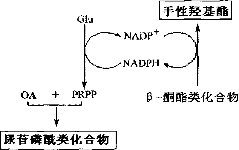 Method for combined production of chiral hydroxy ester and uridine phosphinylideyne compounds