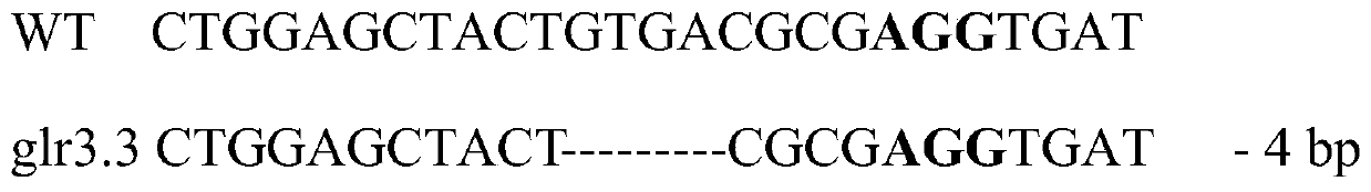 Application of slglr3 Gene in Improving Plant Botrytis Botrytis Resistance