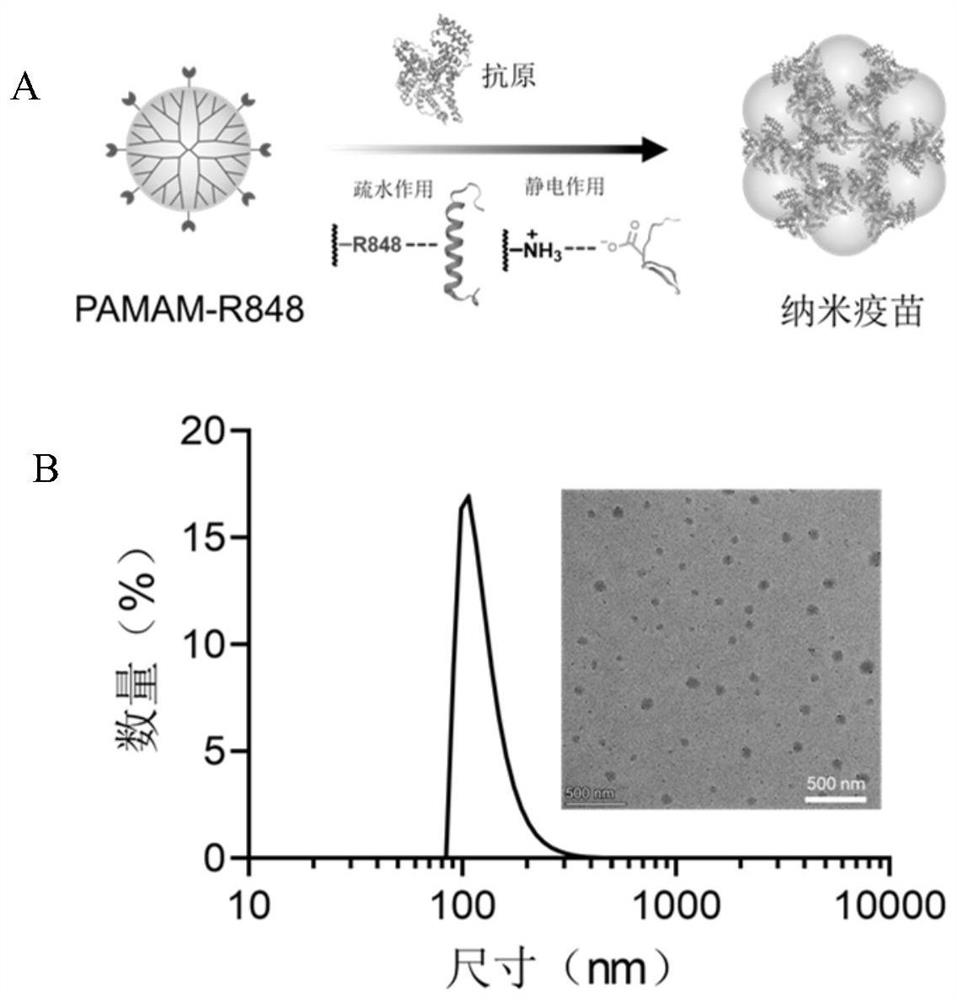 Vaccine delivery vector as well as preparation method and application thereof