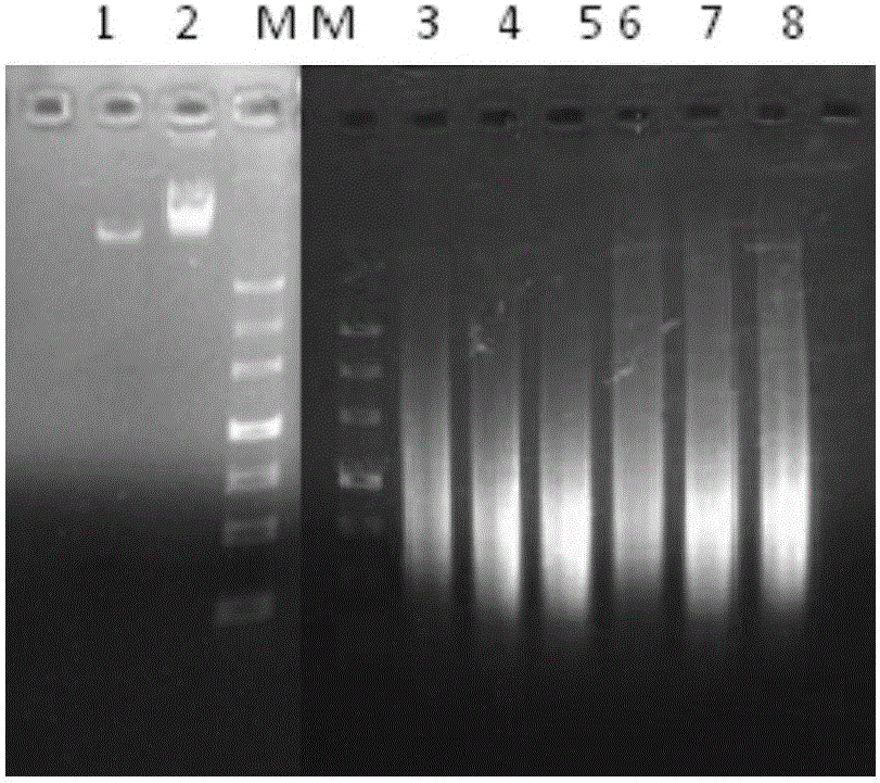 Error-prone whole-genome shuffling method of zymomonas mobilis and furfural-tolerant zymomonas mobilis