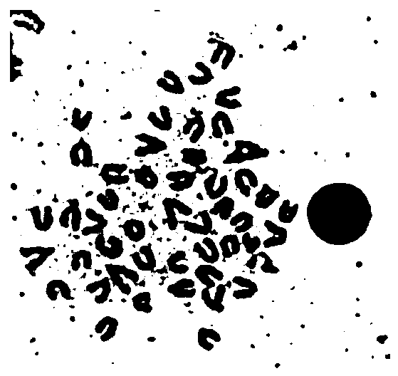 Preparation Method of Chromosome of Red-spotted Grouper Adult