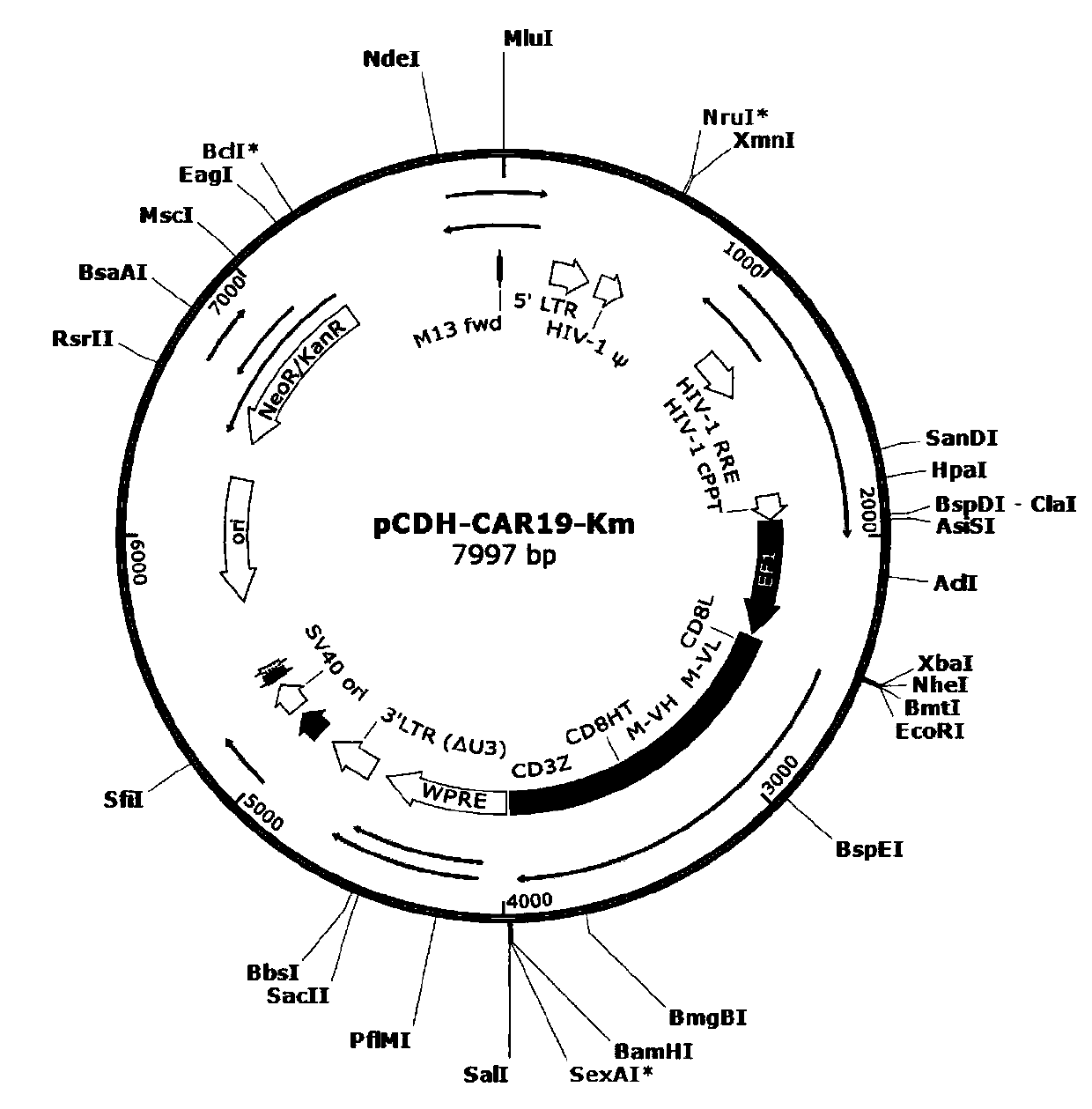 A kind of function-enhanced universal car-t cell and its preparation method and application