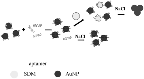 Antibiotic detection device and method based on nano-gold-aptamer structure