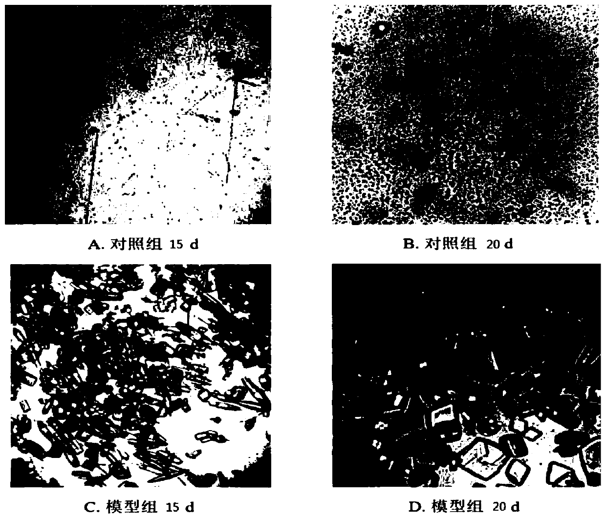 Feed and method for building hyperuricemia chick model