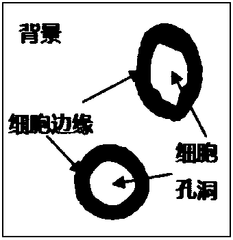 A method for identifying and counting cells