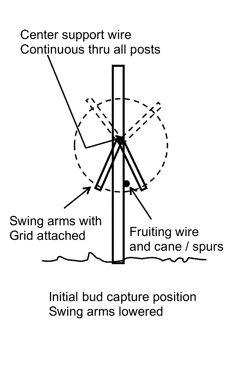 Swing Arm Training System for Vines