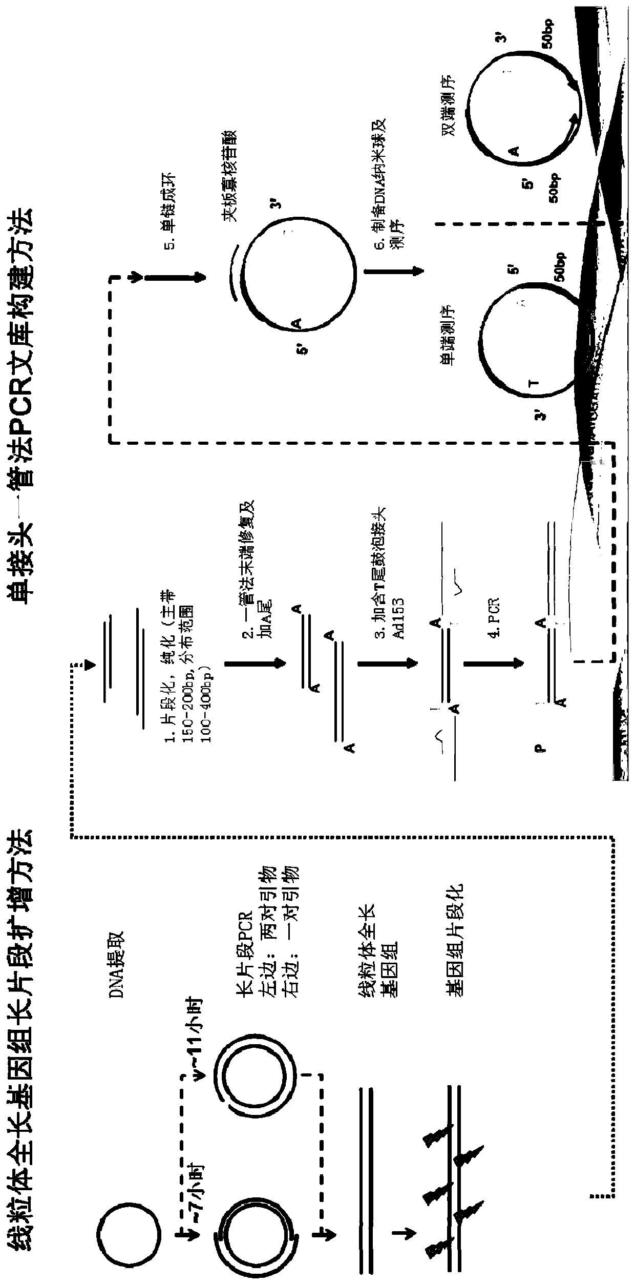 Detection method for mitochondrial copy number and sequence variation