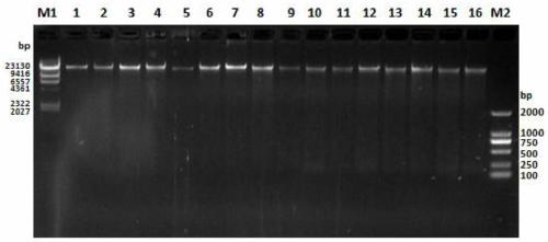 Detection method for mitochondrial copy number and sequence variation