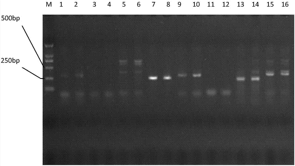 Cypress microsatellite molecular marker combination, primer screening method and application of cypress microsatellite molecular marker combination