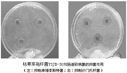 A pig-derived Bacillus subtilis and its feed probiotics prepared by solid-state fermentation