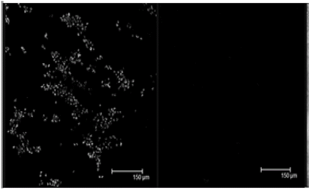 Self-healing polyanion-chitosan quaternary ammonium salt hydrogel and use thereof