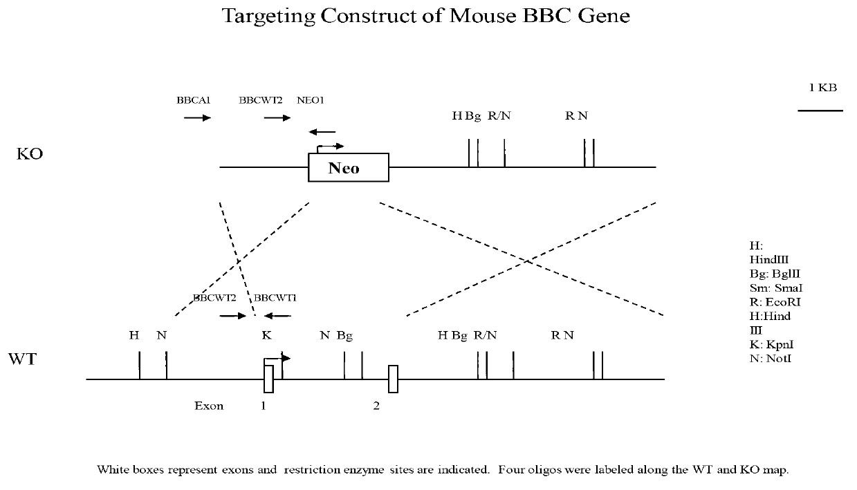 Target protein for improving spermatogensis