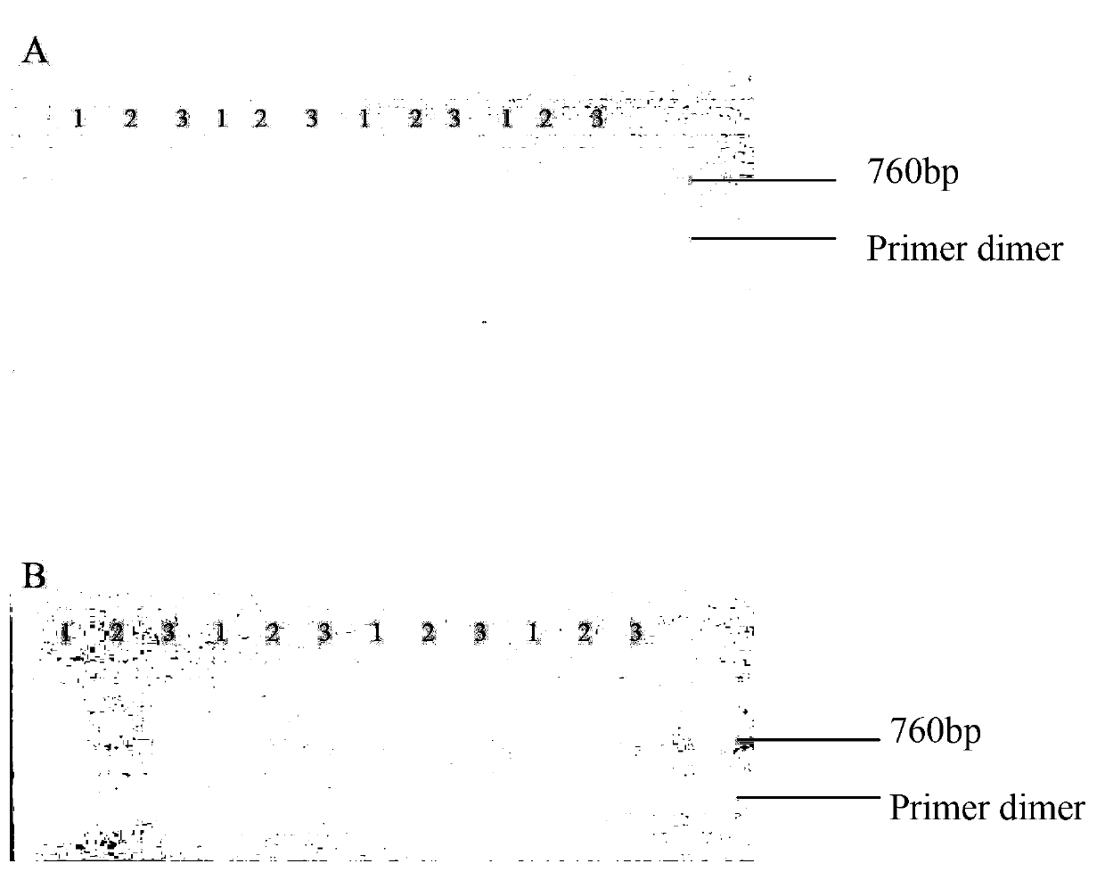 Target protein for improving spermatogensis