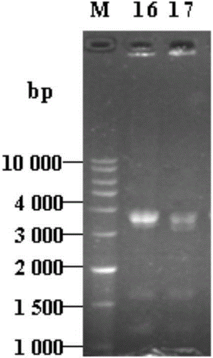 Polypeptide available for specific binding to mycoplasma genitalium adhesin protein MgPa and application thereof