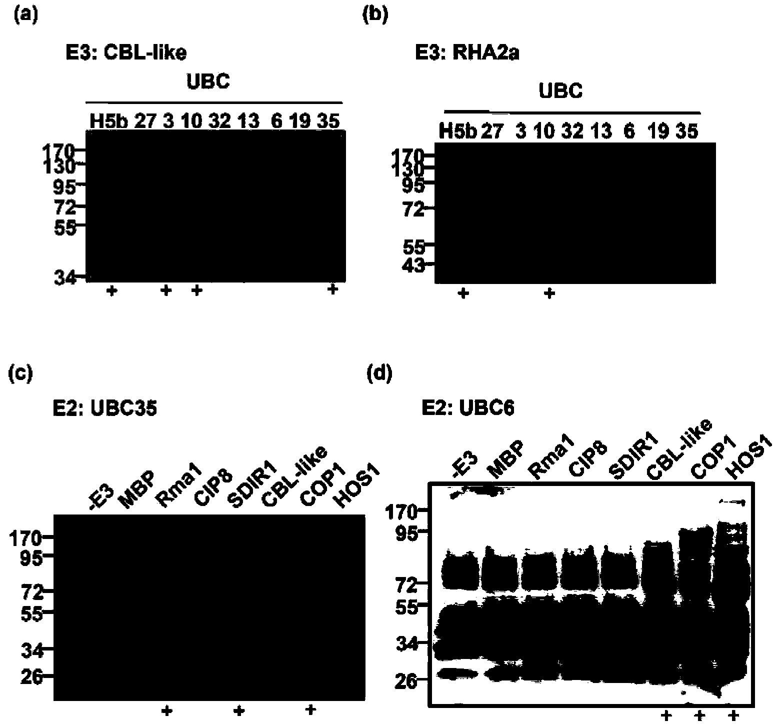 Plant in-vitro ubiquitin protein degradation system and application thereof