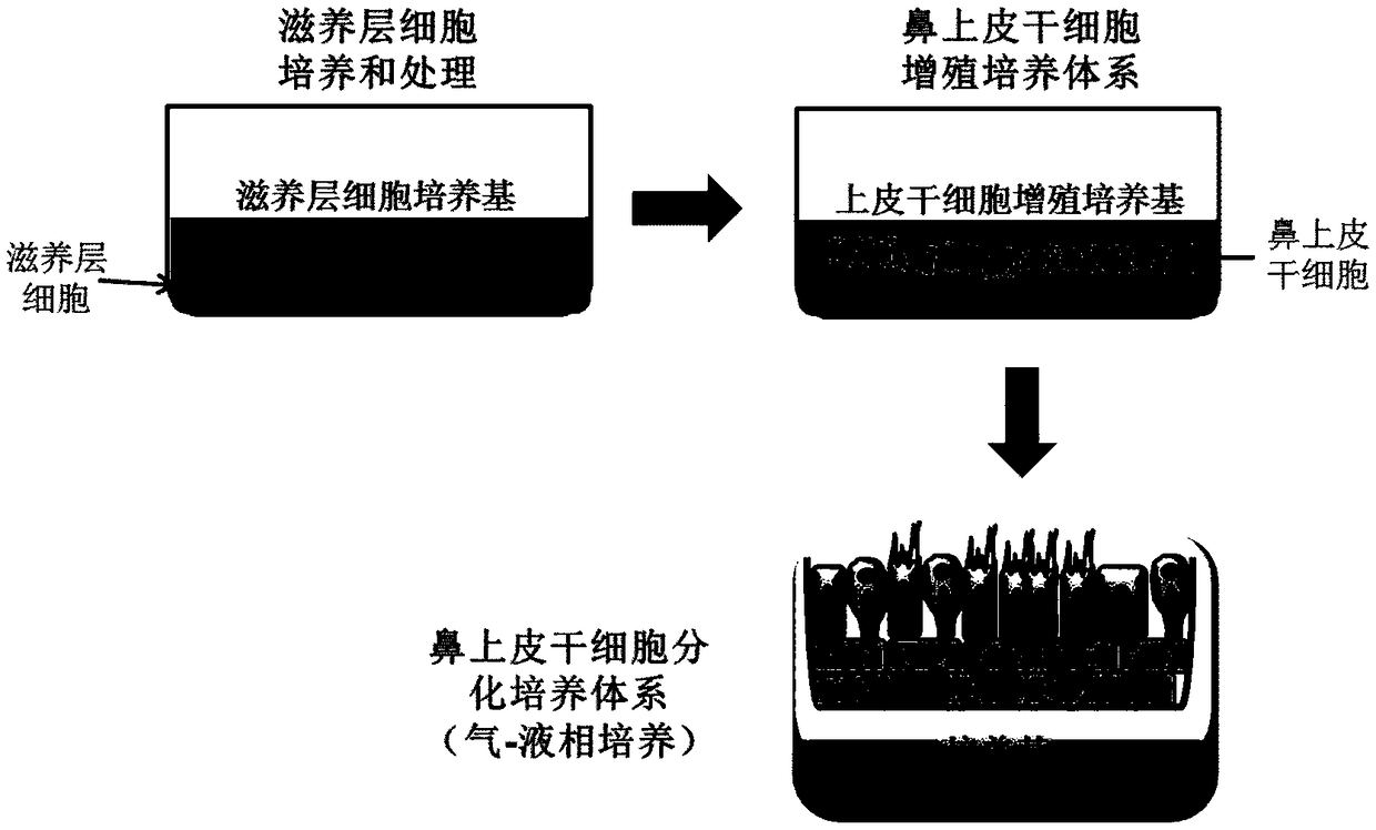 Nose epithelial stem cell culture method and nose epithelial stem cell proliferation medium