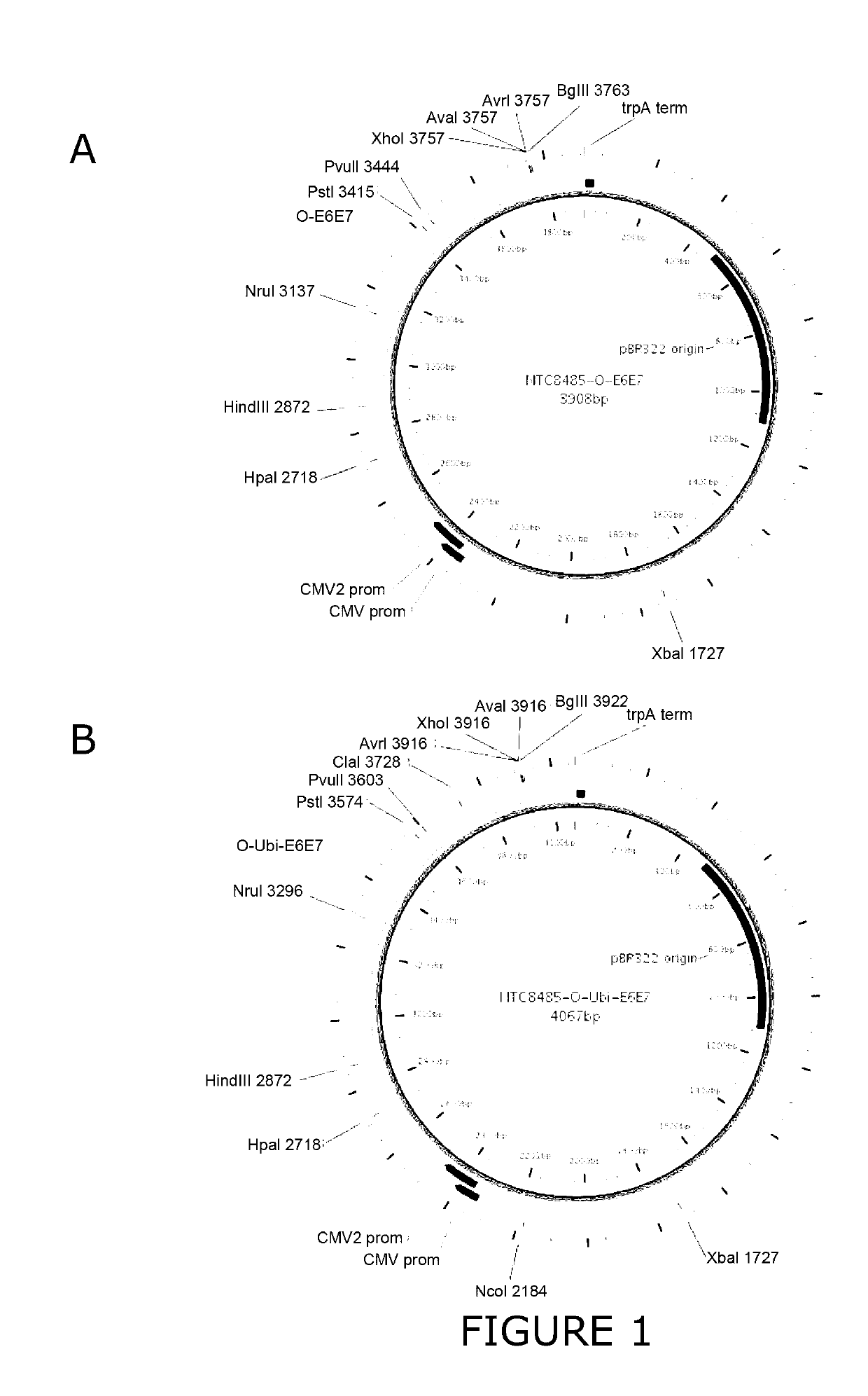 Immunomodulating composition for treatment