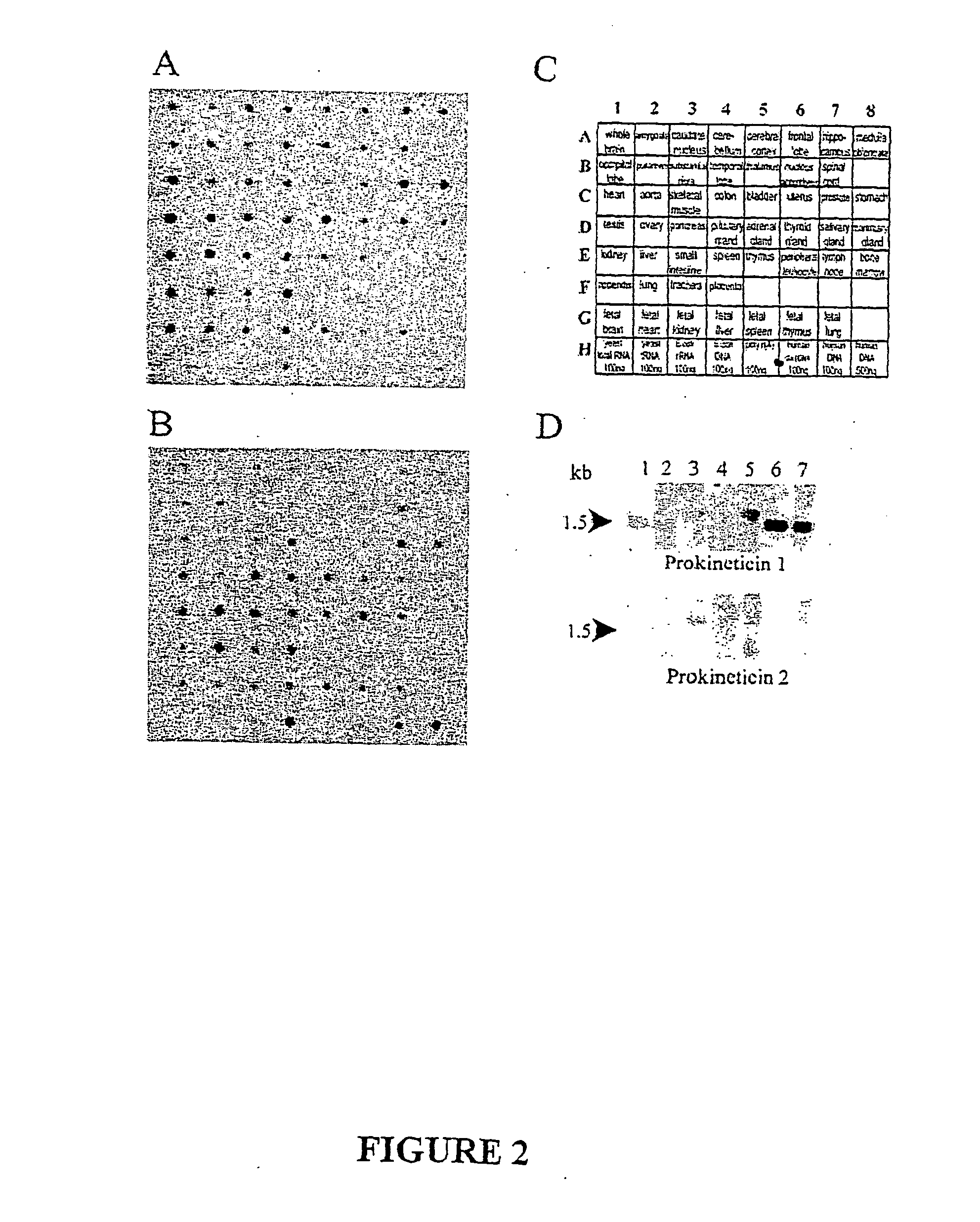 Prokineticin polypeptides, related compositions and methods