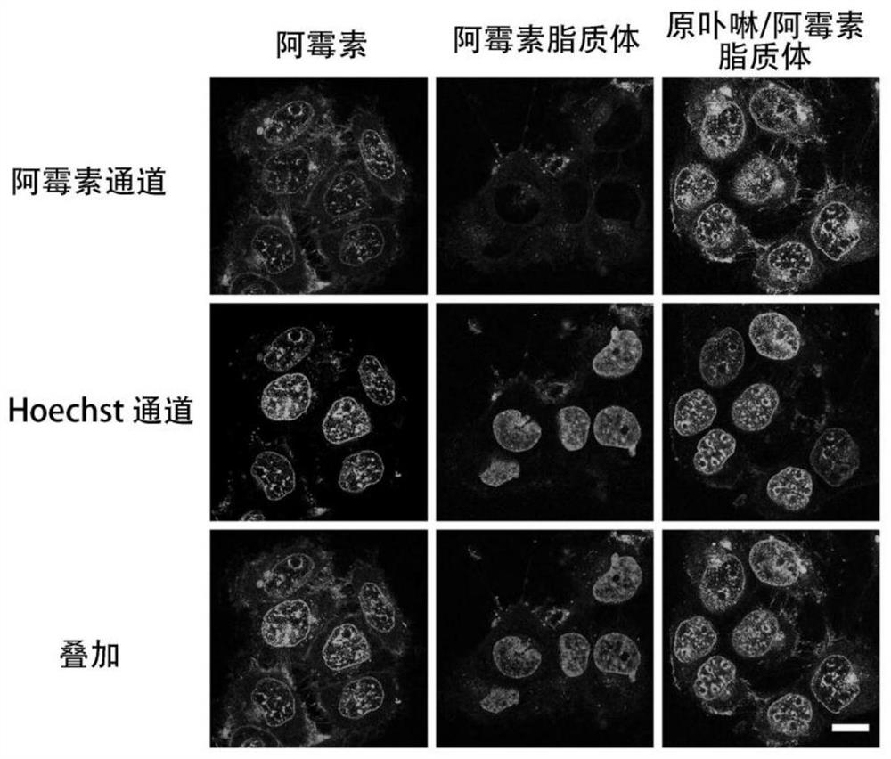 Protoporphyrin liposome for nuclear delivery of chemotherapeutic drugs and preparation method and application of protoporphyrin liposome