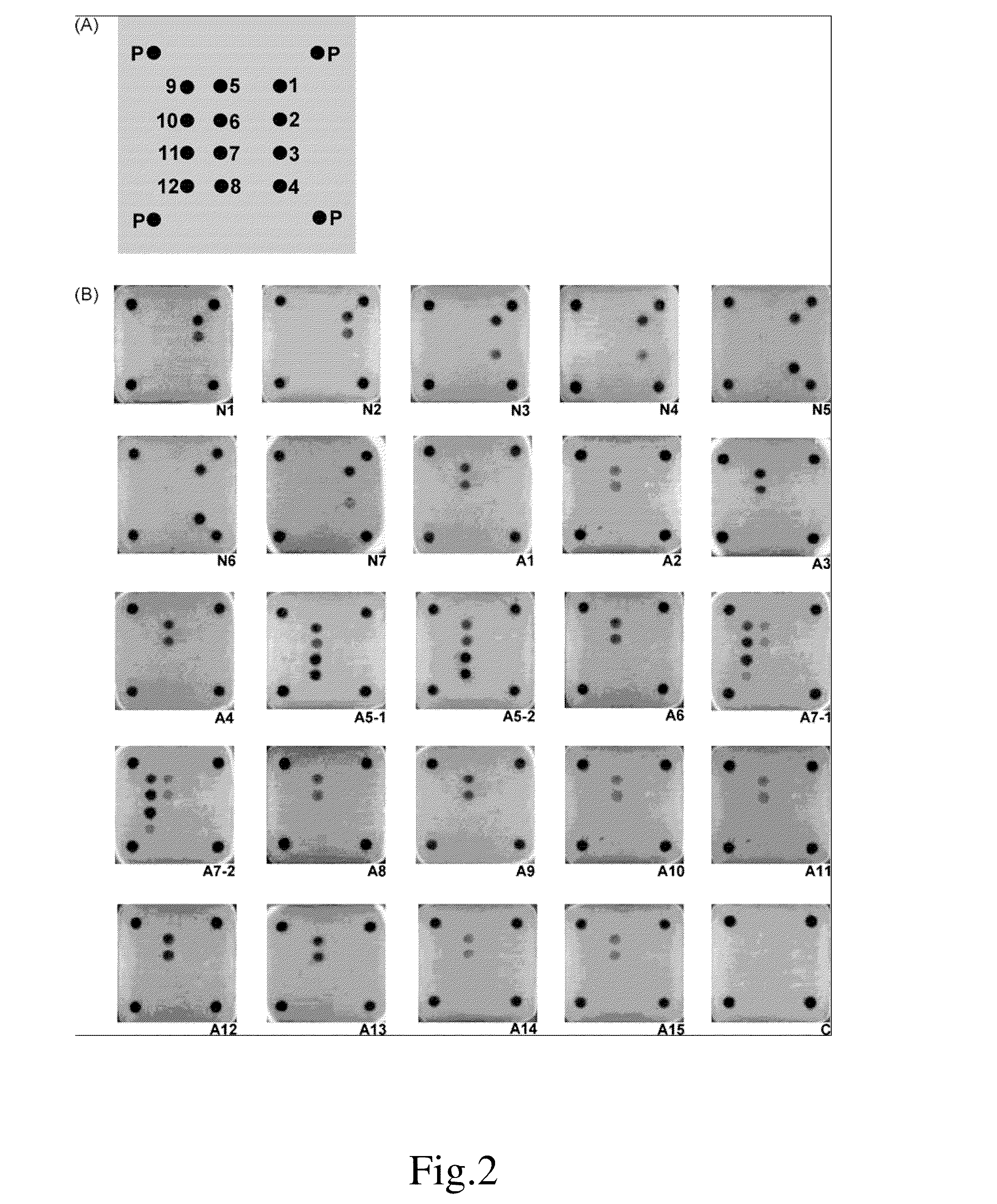 Simultaneous detection, differentiation and typing system of newcastle disease and avian influenza viruses