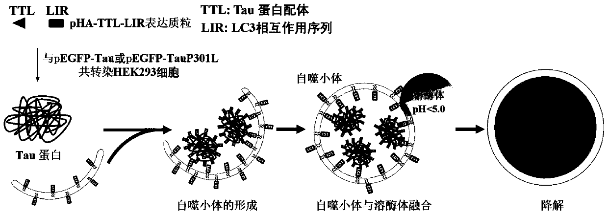 Chimeric molecule for mediating Tau protein degradation based on autophagy mechanism and application of chimeric molecule