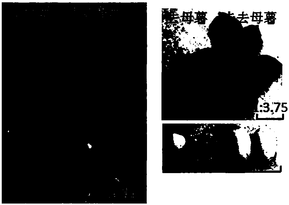 Potting method capable of achieving zinc deficiency of Solanum tuberosum L.