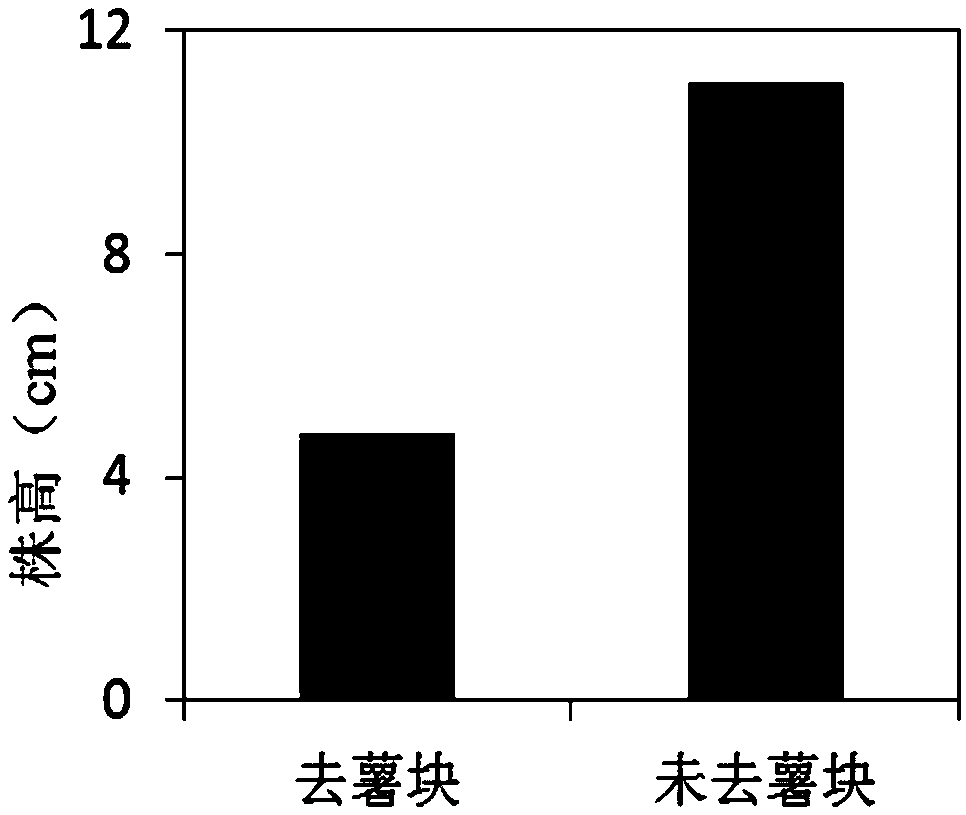 Potting method capable of achieving zinc deficiency of Solanum tuberosum L.