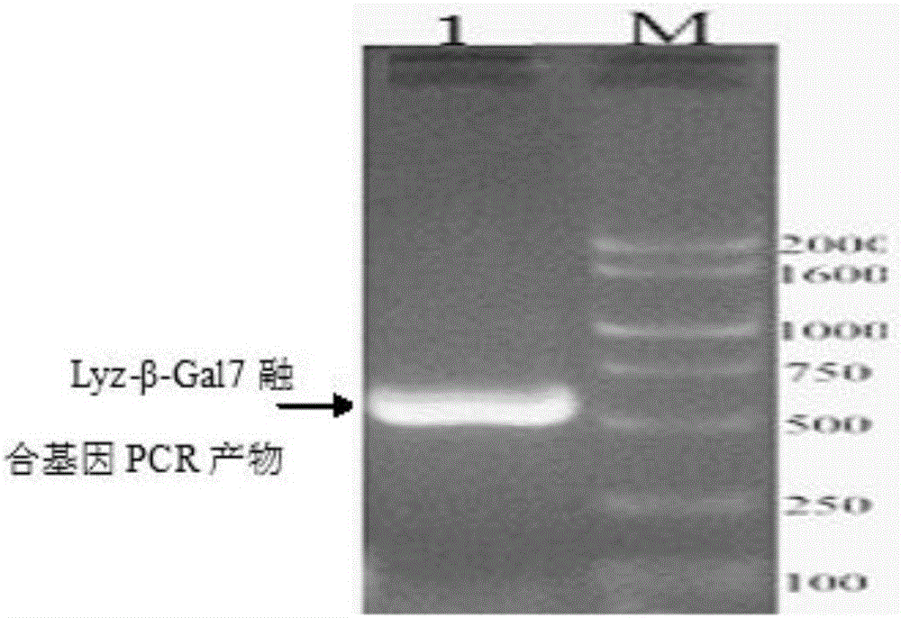 Chicken lysozyme and chicken beta-defensin 7 fused gene and preparation method thereof