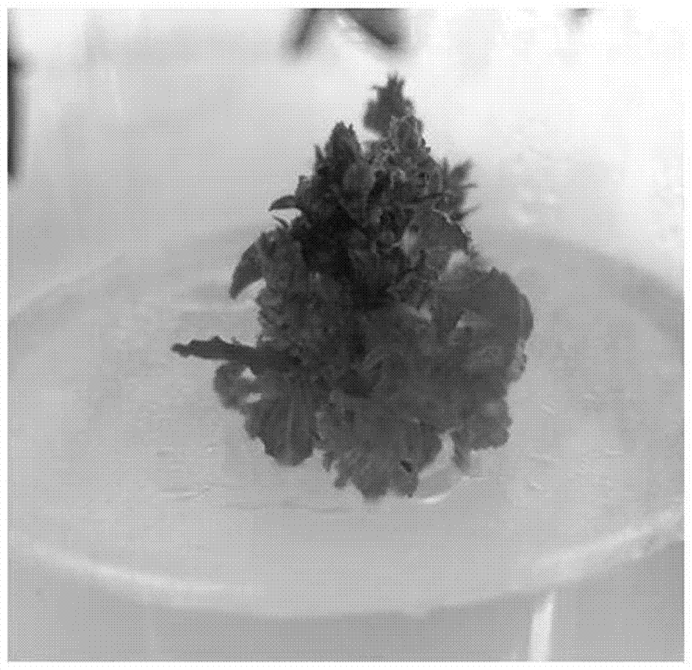 Method for inducing adventitious buds from salvia prionitis inflorescences serving as explants