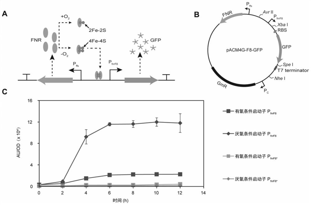 Construction method and application of oxygen response type biosensor